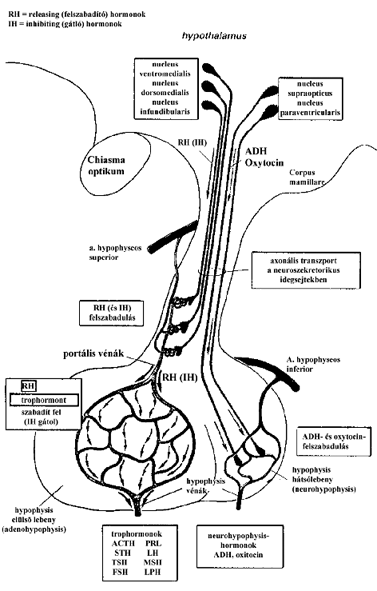 A hipotalamusz és a hipofízis