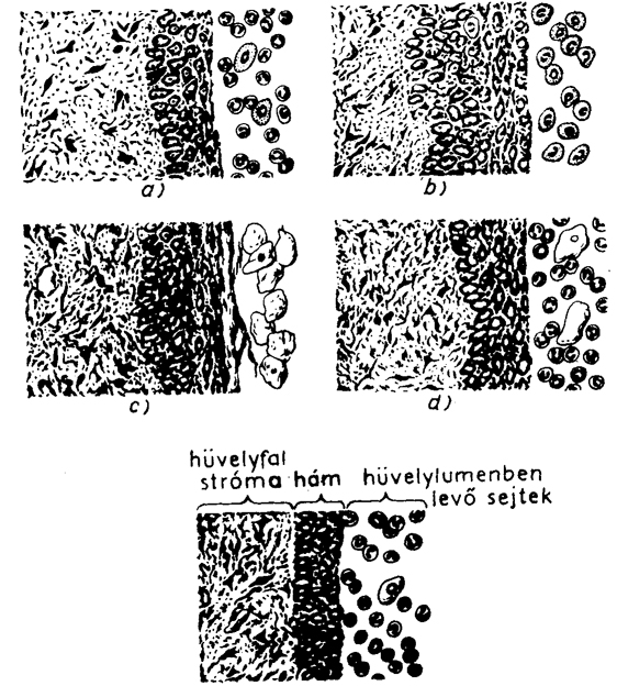 Patkány hüvelyfal és hüvelykenet mikroszkópos képe az ösztrusz ciklus különböző fázisaiban