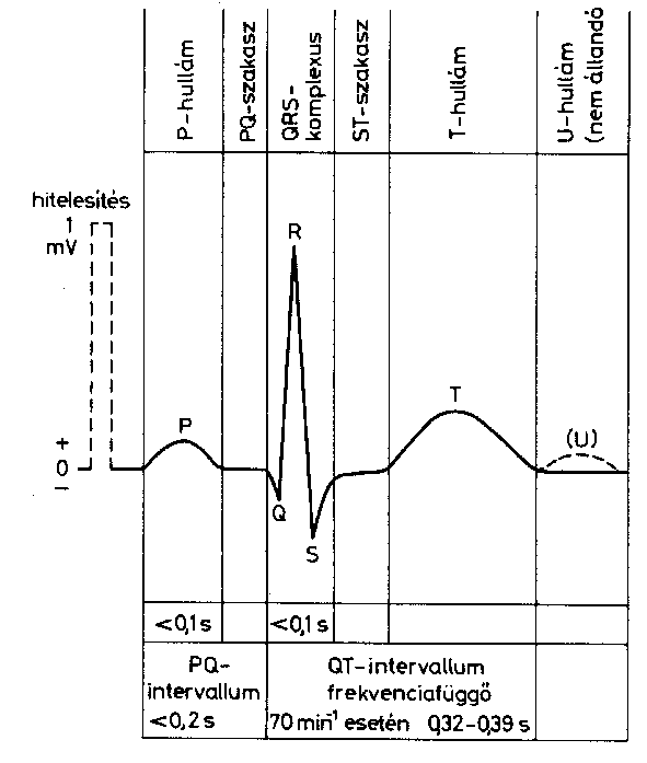 Az EKG szakaszai