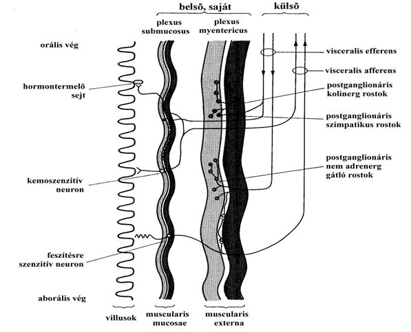 A gyomor-bél traktus belső és külső beidegzése a bélfal átmetszeti képén