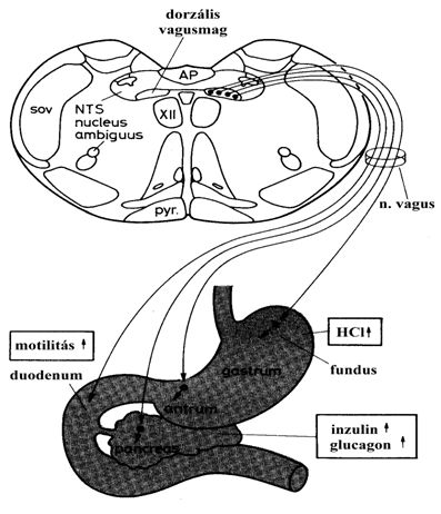 A gyomor, a duodenum és a pancreas paraszimpatikus beidegzése
